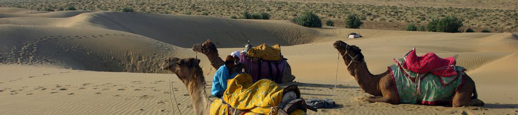 Camel safari in Pushkar